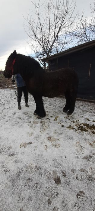 Iapa neagra de vănzare