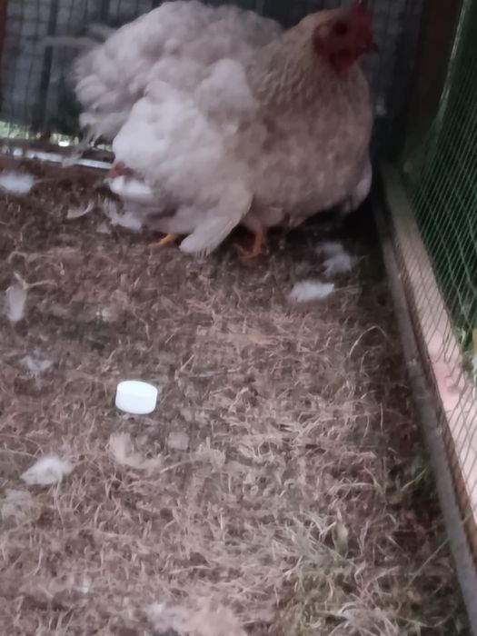 Продам домашних кур
