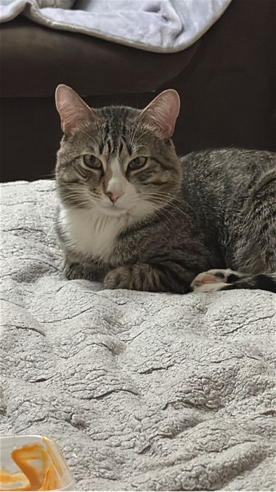 Отдам кота в добрые руки