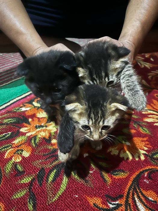 Скоттиш фолд шотландский ва Скоттиш хайланд фолдчала