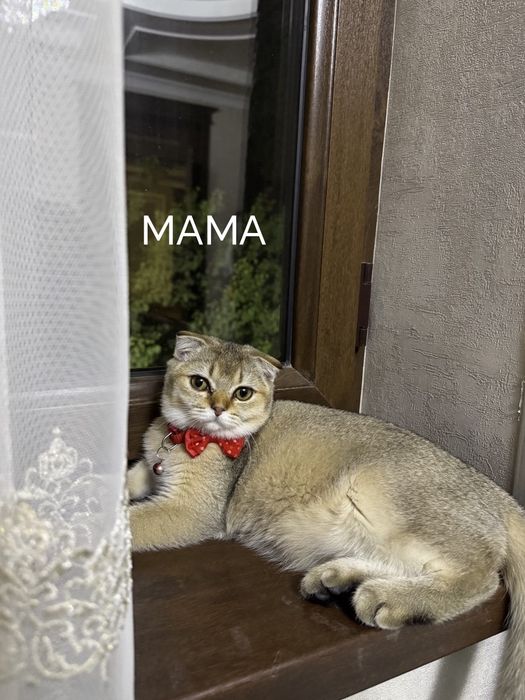 Чистокровные котёнка