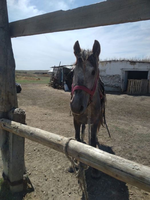 Конь жеребец приученный к езде