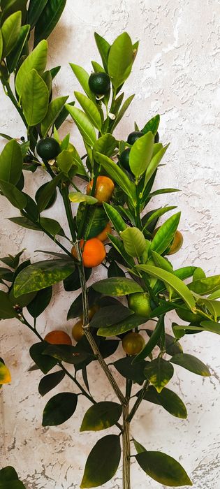 Продам черенки цитрусов