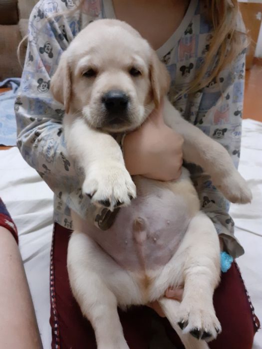 кобель лабрадора.вязка