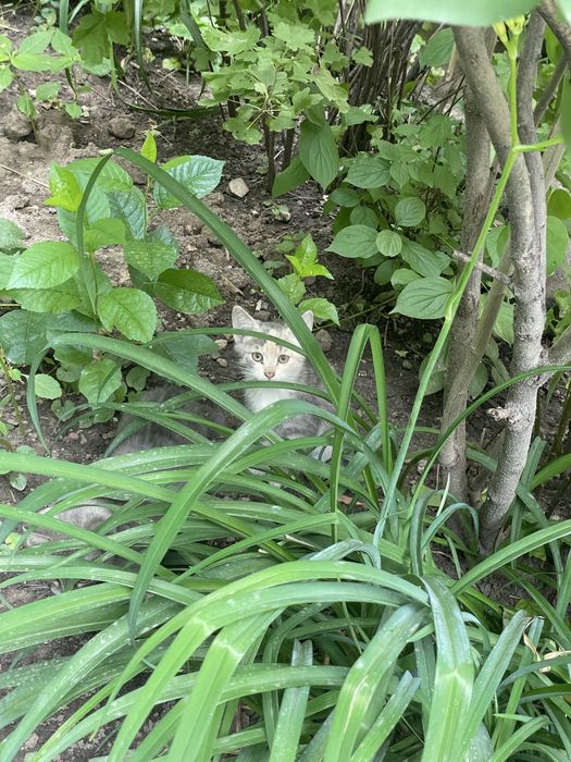 Котятам нужен дом