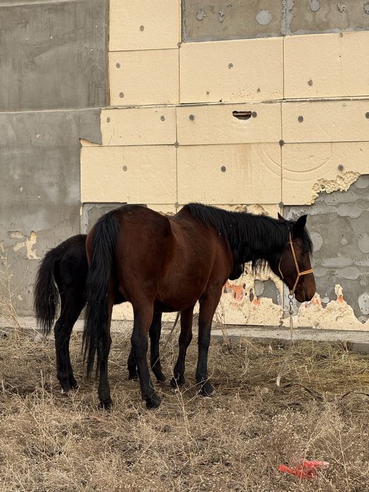 Бие құлынды буаз