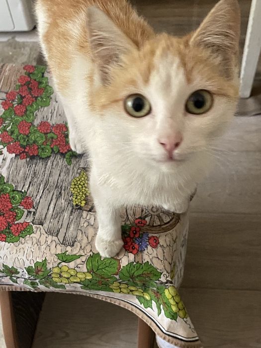 отдам котят в хорошие руки