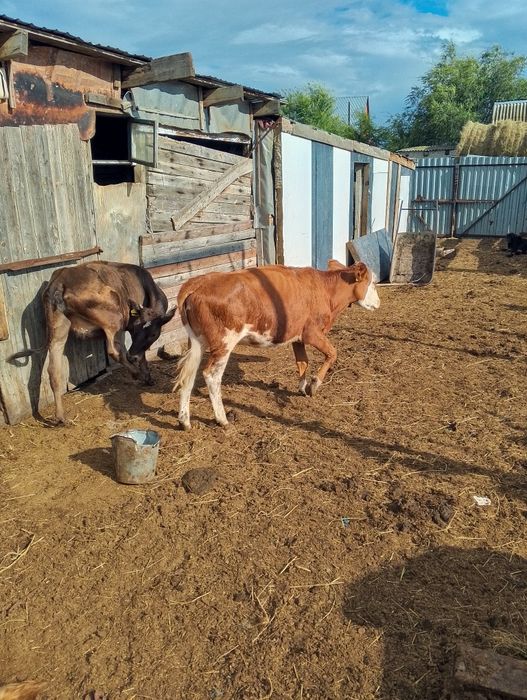 Продам телочку  на выбор