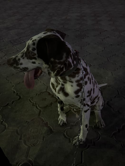 Далматин щенок хороший