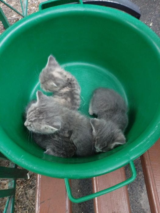 Пятеро котят, бесплатно
