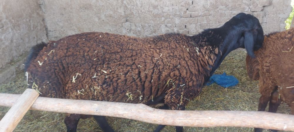 Гисарский қошқарлар