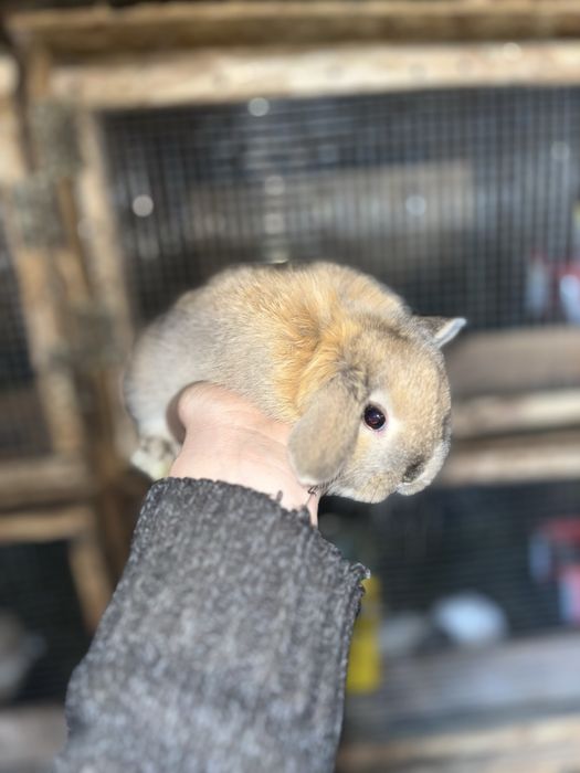 Iepurași pitici berbec