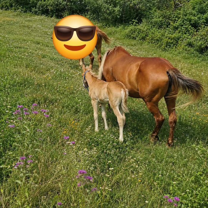 Iapa cu mânz de 3 saptamani