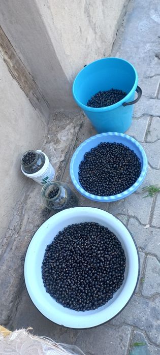 Продаю домашнюю смородину