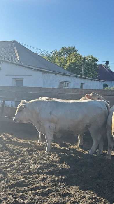 Продам коров 13 голов 3 быка
