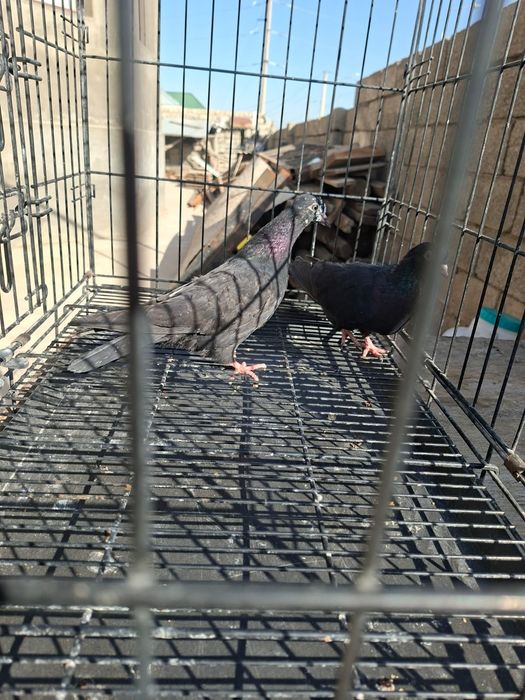 Продам    голуби