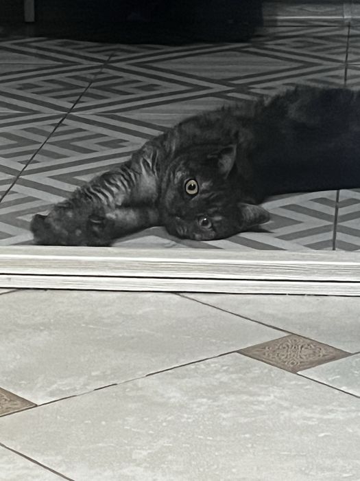Кошечка шотландка