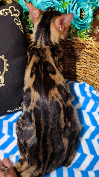 Золото- браун Девочки Бенгальские