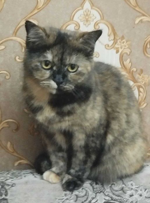 Отдам кошку в хорошие руки