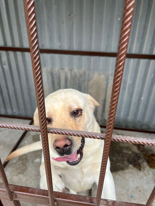 Продам белого лабрадора