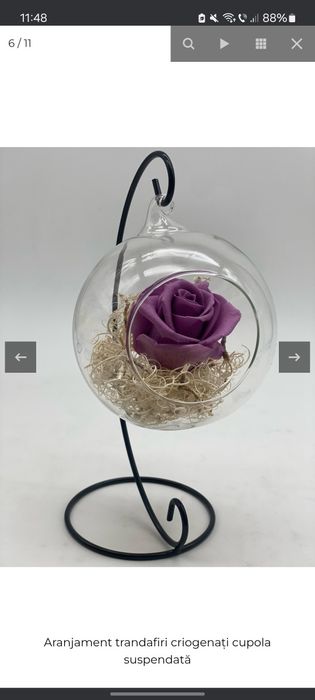 Trandafiri criogenați în cupolă de sticlă