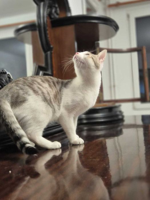 Adoptie pui de pisica