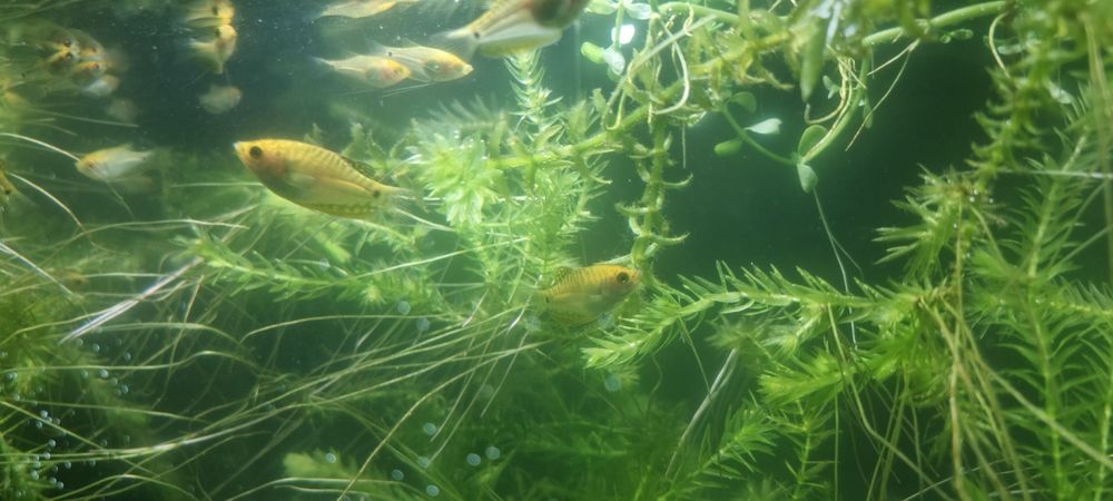 Vând pești de acvariu gourami/gurami red gold