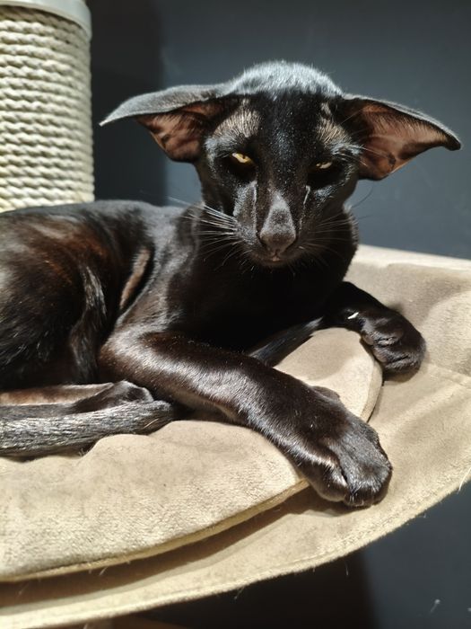 Ориентальные котята