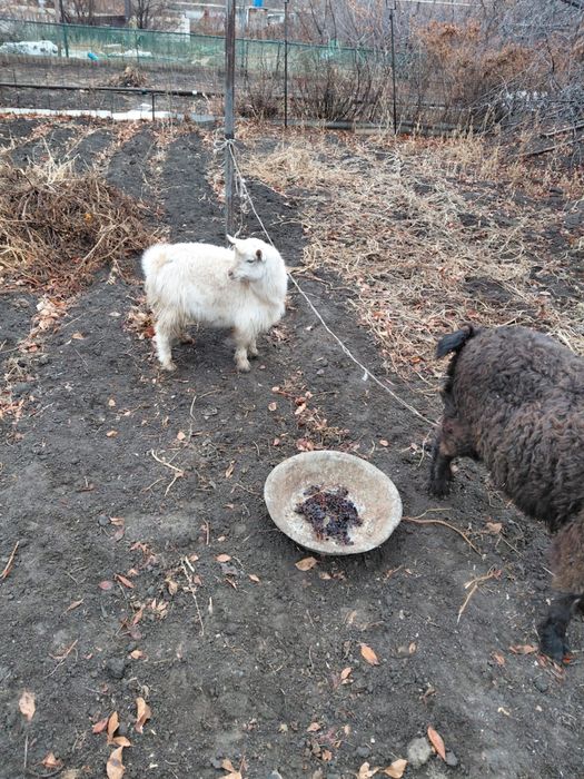 Продам Козы!! Цена договоримся