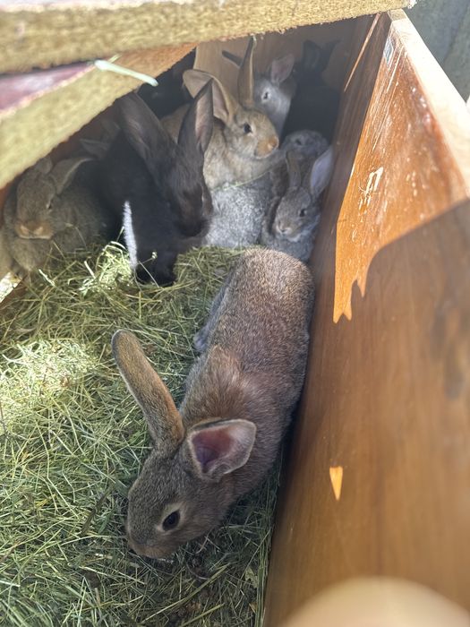 Кролики Шымкент Аксукент