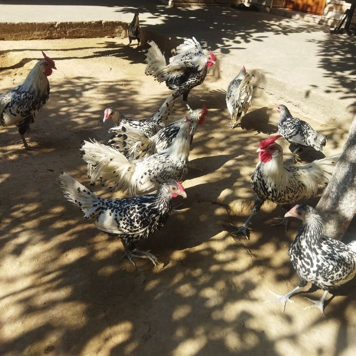 Yapon zotli gamburskiy zotli jojalarimiza sotuvda chiroyli dekarativni