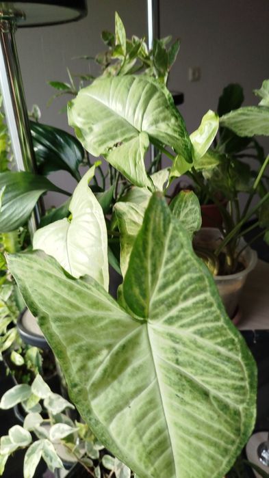 Комнатные растения