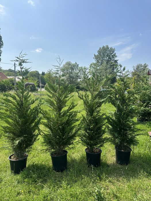 Brad la ghiveci / Mesteacan / leylandii
