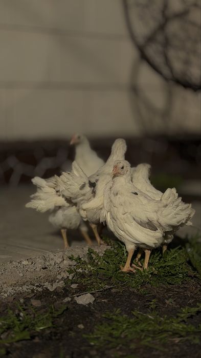 Куры молодки королл