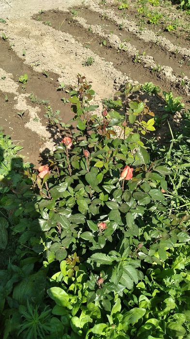 Цветы ниже рыночной