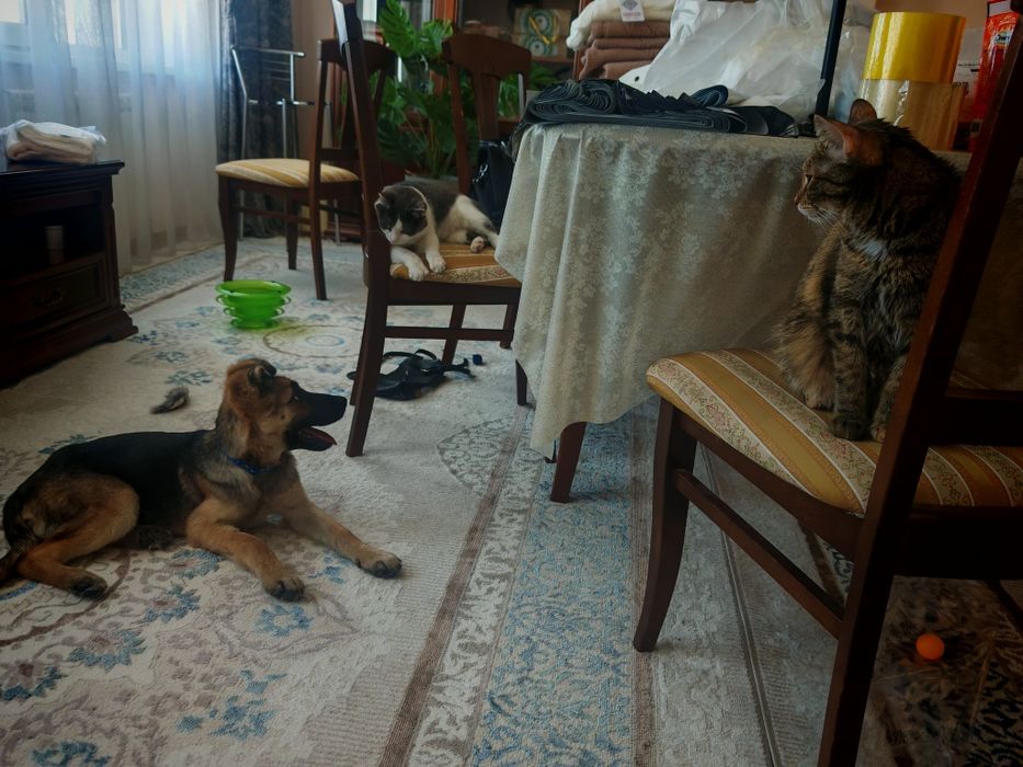 Пропала собака щенок