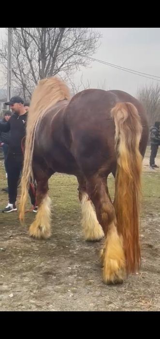 Armasar de monta  Gelu