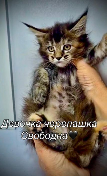 Шикарные котята Мейн Кун