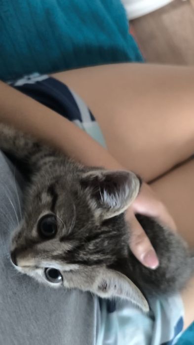Отдам котенка в добрые руки