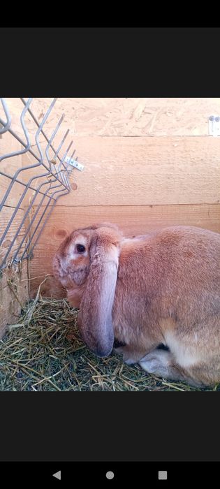 Vând o pereche de berbec german pe galben adulta!