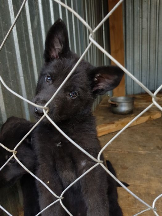 Кобель Вео вязка