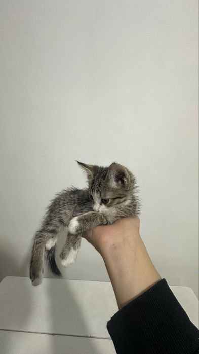 Котенок 1.5 меясца