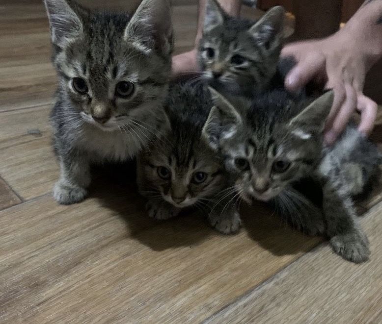 отдам котят в добрые руки