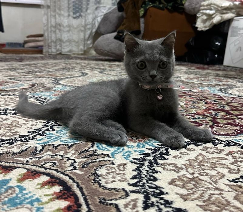 Продается кошка парода  Скоттиш страйт (шотланская прямоухая)