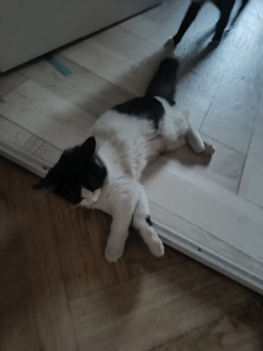 Отдам в хорошие руки срочно