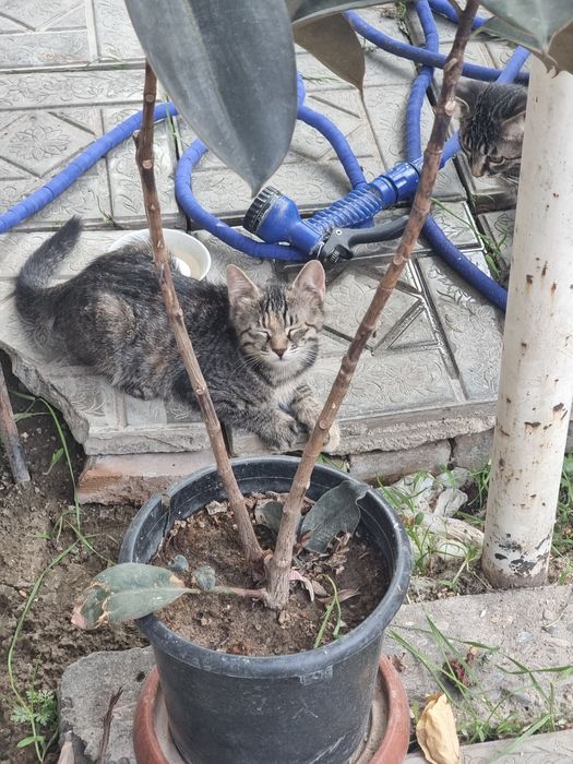 Отдам котёнка в добрые руки