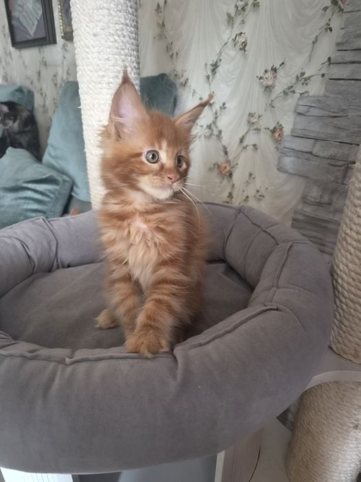 Котенок чистопородный Мейн-кун