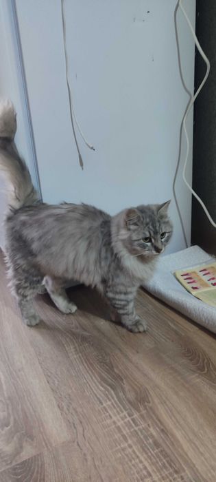 Отдам кота в хорошие руки