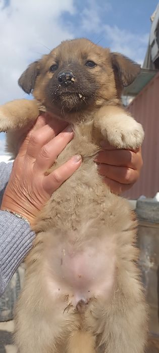 Щенки в хорошие руки