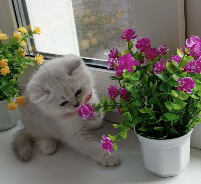 Продается серебристая шиншила